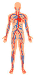 cardiovascular system png