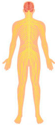 png central nervous system