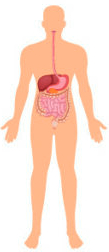 digestive system png