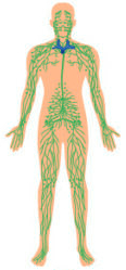 immune system png