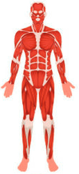 muscular system png