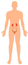 renal system png